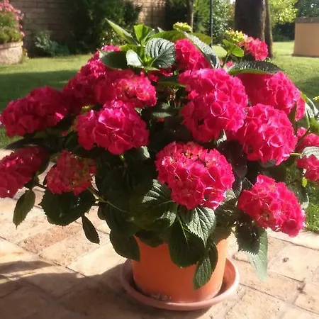 Le Querce 3* Riano (Rome)